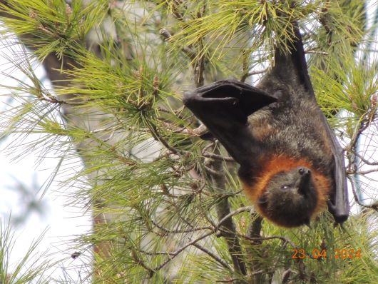 Flying Fox in Tree